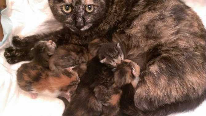 Первые роды у кошки: признаки родов, этапы