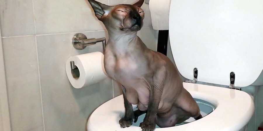 Как часто какают кошки - нормы походов в туалет