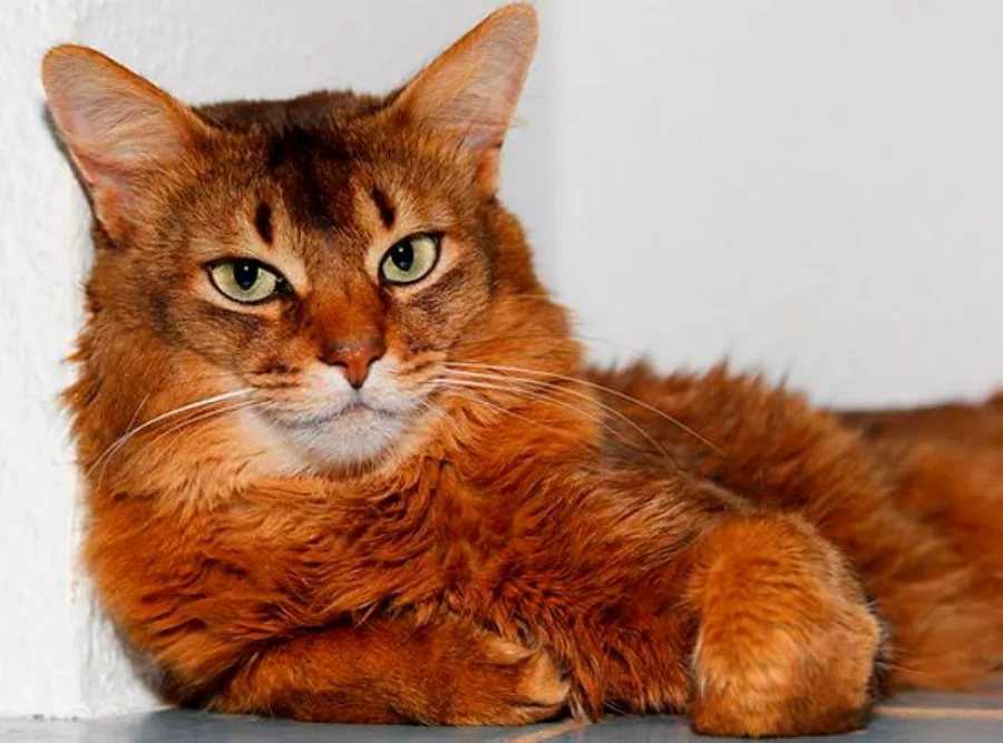 Рыжий кот (31 фото): какими бывают породы таких кошек? что пушистые рыжие коты несут в дом? маленький рыжий котенок с зелеными глазами