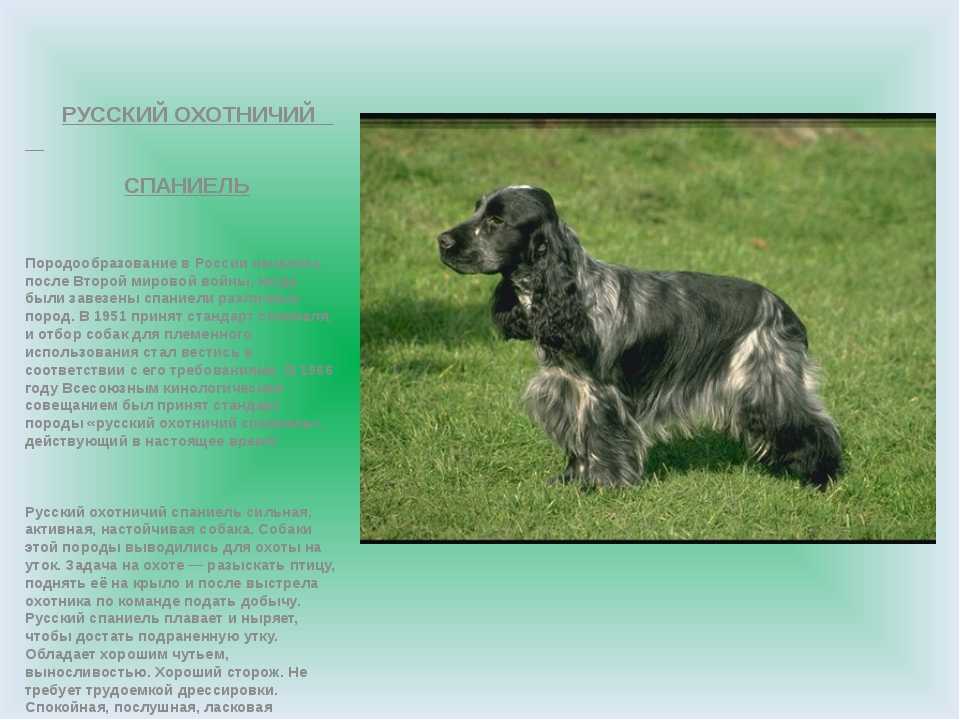 Русский охотничий спаниель 🐶 фото, описание, характер, факты, плюсы, минусы собаки ✔