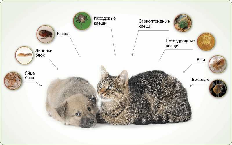 Чем можно уничтожать блох у котят самого разного возраста: инструкция для владельцев