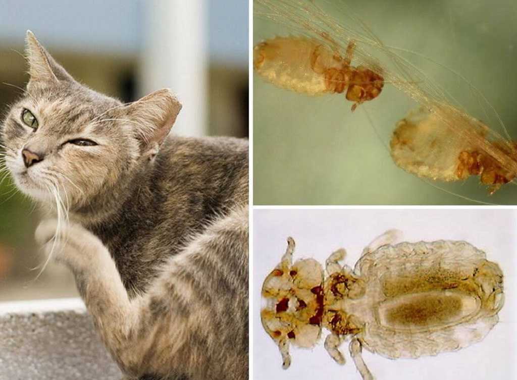 Внешние паразиты у кошек: cимптомы, лечение, профилактика