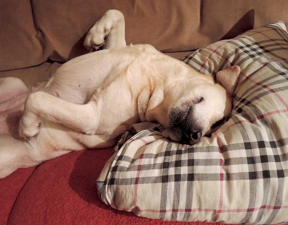 Собака дергается во сне: когда стоит волноваться?