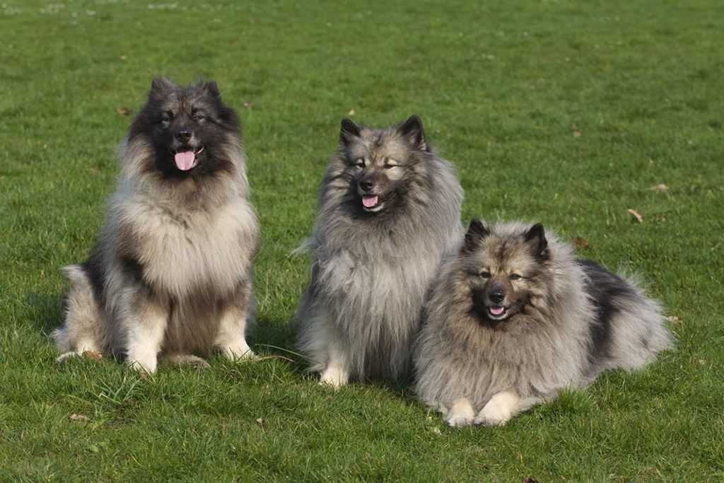 Кеесхонд или вольфшпиц: фото и описание породы собак
кеесхонд или вольфшпиц: фото и описание породы собак