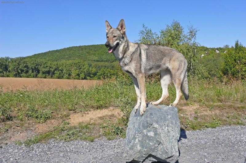 Чехословацкая волчья собака 🐶 фото, описание, характер, факты, плюсы, минусы собаки ✔