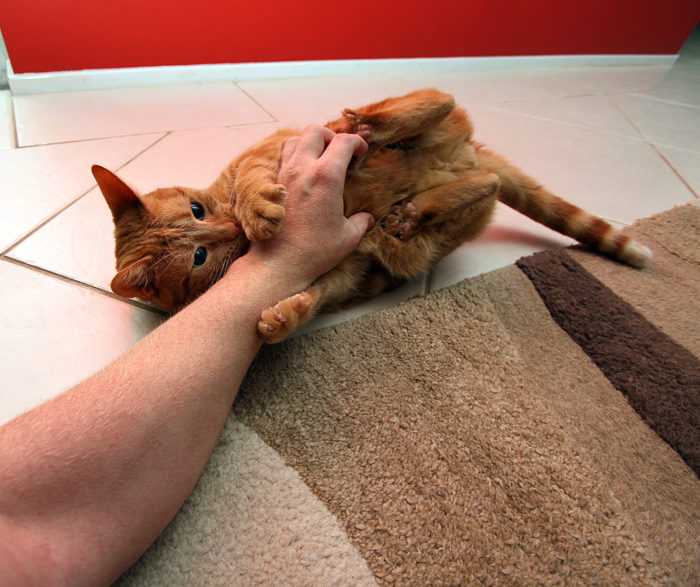 Как кошка требует внимания: 7 кошачьих способов | hill's pet