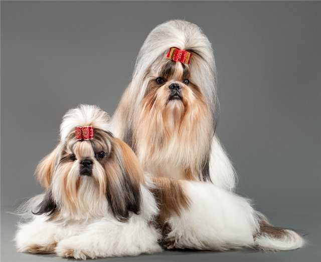 Ши-тцу: безупречный внешний вид и привязанность - интересное про собак