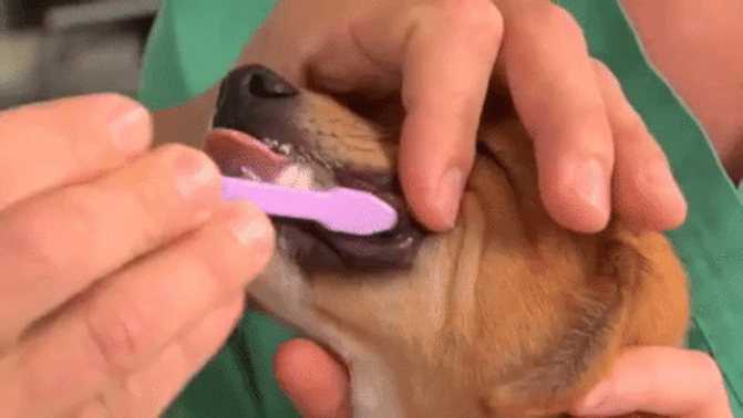 Правила чистки ушей у собаки | блог ветклиники "беланта"