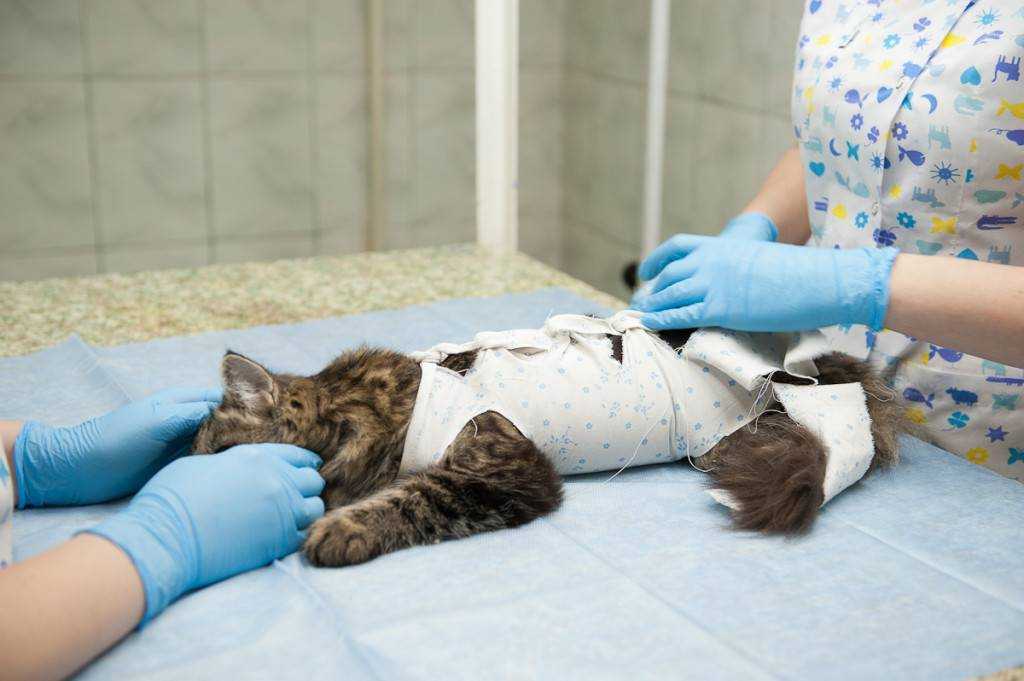 Как подготовить кошку к стерилизации?