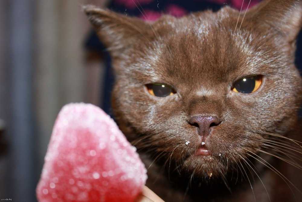 Почему кошкам нельзя есть сладости и шоколад?