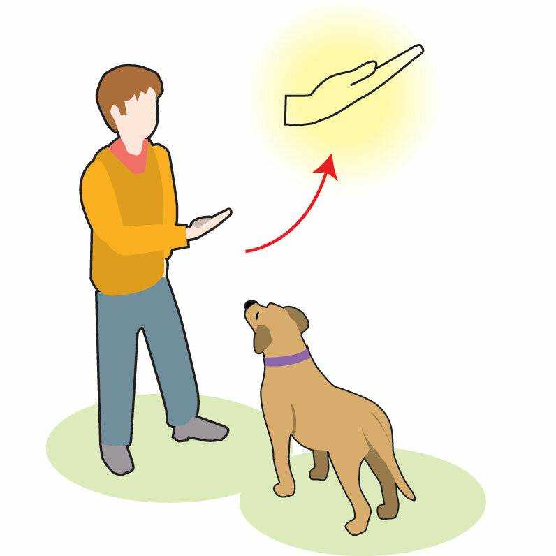 Обучаем собаку команде голос: руководство по самостоятельной дрессировке