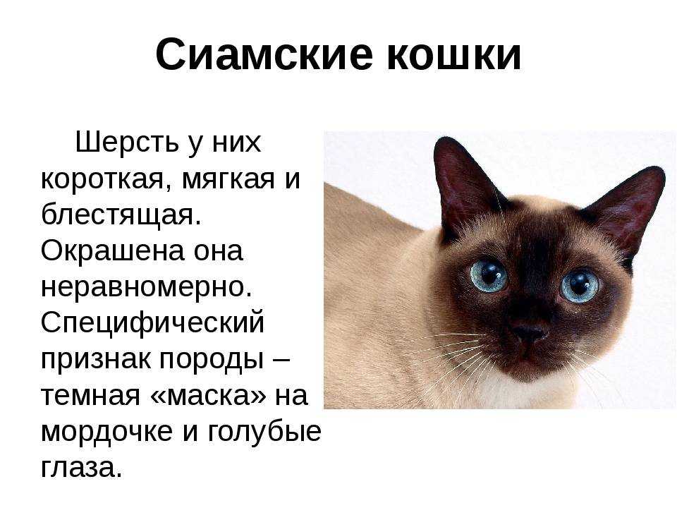 Сиамская кошка 🐈 фото, описание, характер, факты, плюсы, минусы кошки ✔