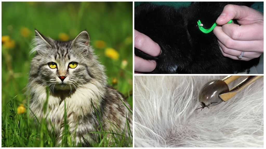 Клещи у кошек: виды, симптомы, лечение и профилактика | нвп «астрафарм»