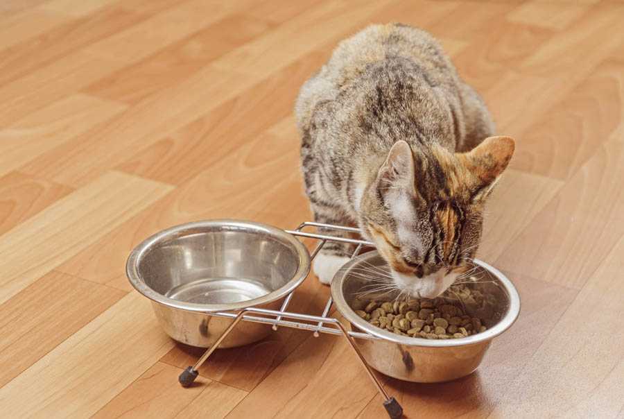 Почему котенок не ест сухой корм: причины, особенности приучения