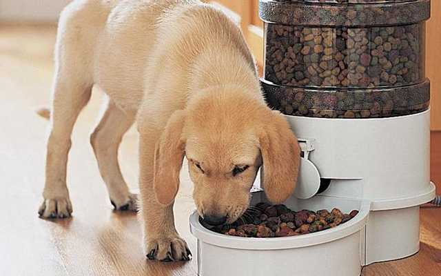 Почему щенок не хочет есть корм для собак: возможные причины