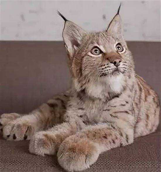 Порода кошек похожих на рысь