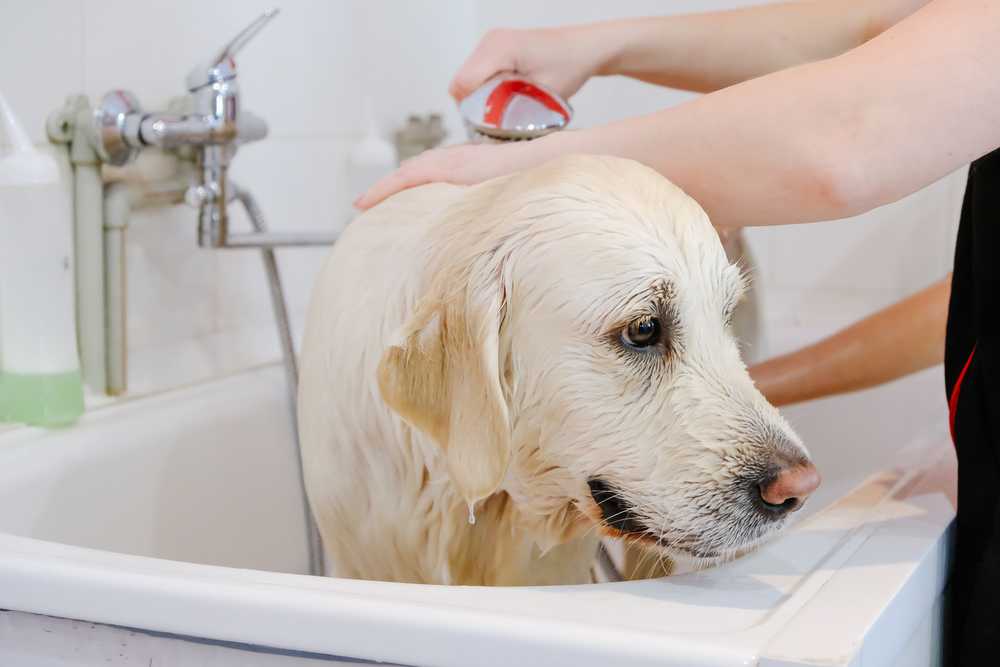 Можно ли купать собаку в жару и как часто – рекомендации