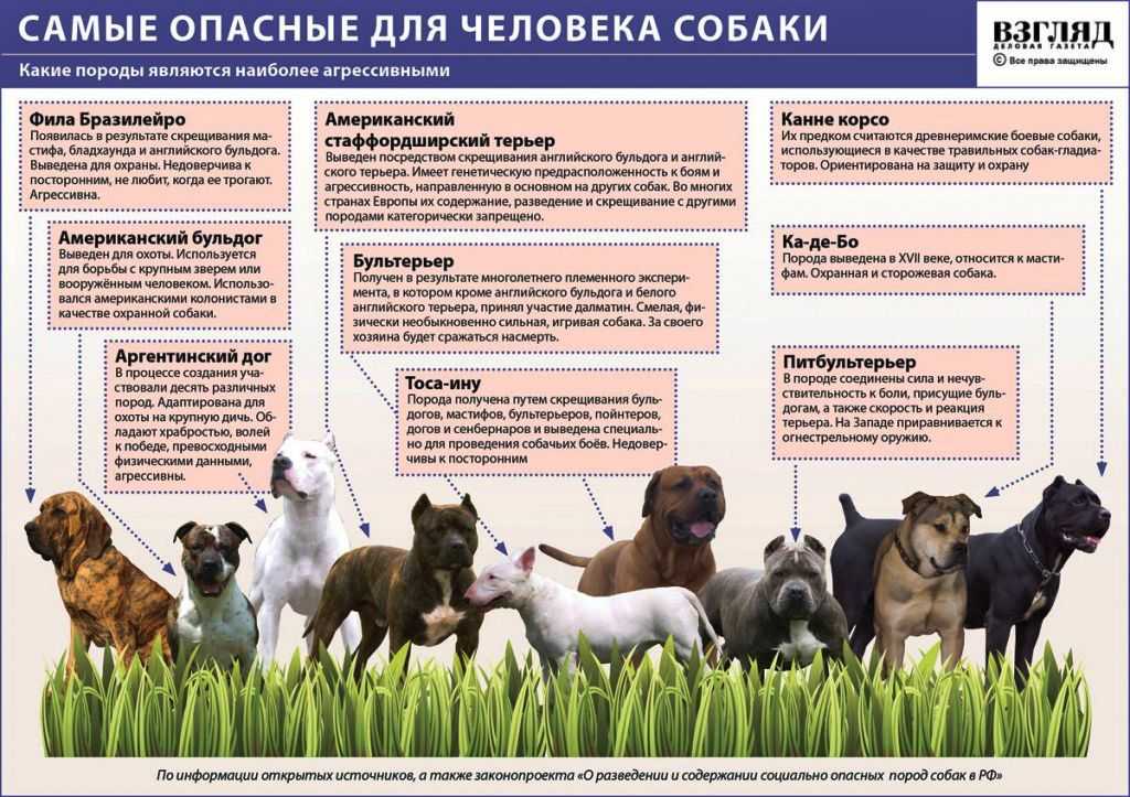 Уход за собакой - советы кинолога сергея томилова на dogrf.ru