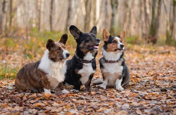 Вельш-корги-кардиган (26 фото): описание и характер породы. какой стандарт собаки данной породы? распространенные окрасы щенков