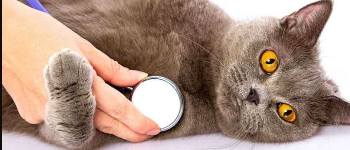 Почему кошка чихает: необходимо ли лечение? как помочь кошке, которая чихает от простуды, аллергии или по другой причине