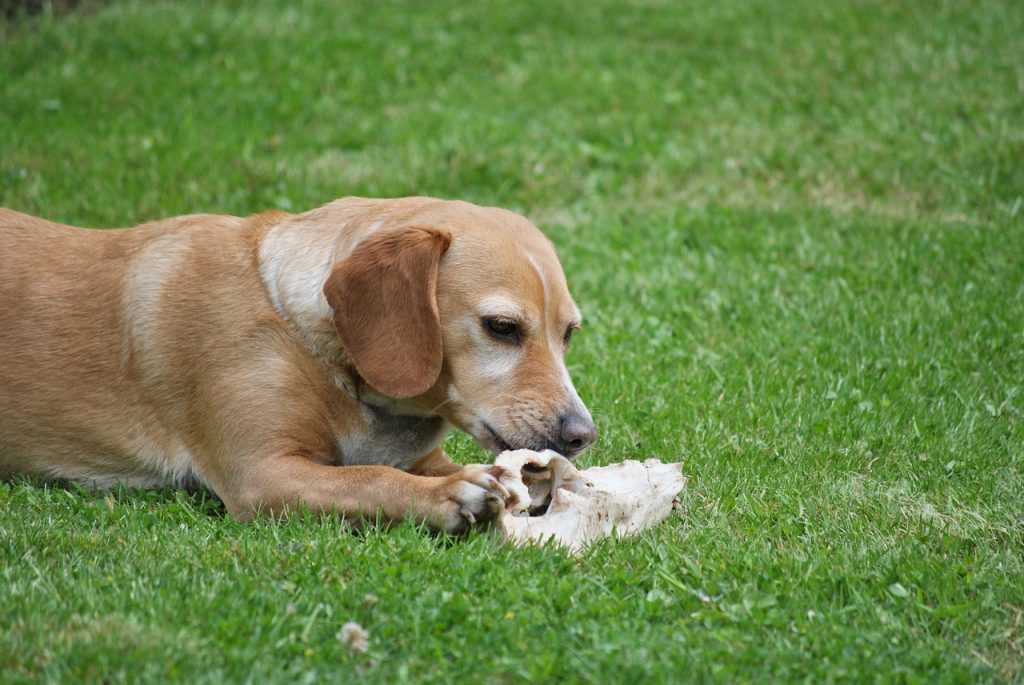 Как защитить собаку от клещей – есть ли такая страховка для животных? | calmins