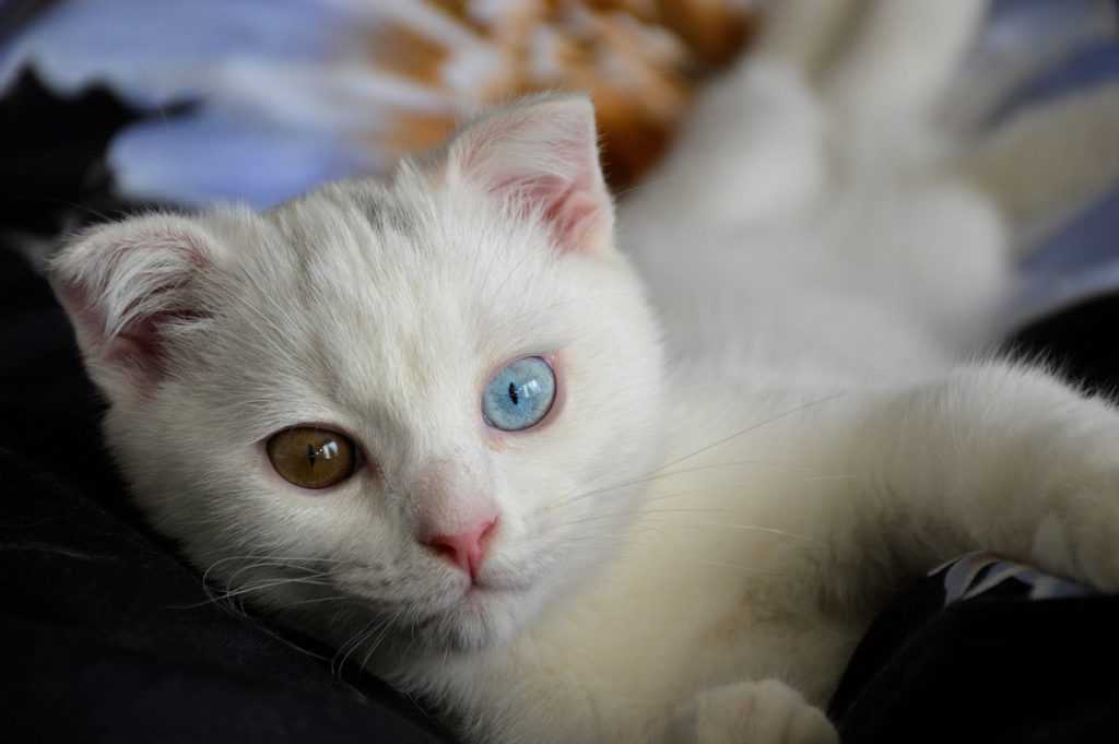 Белые коты: описание и популярные породы