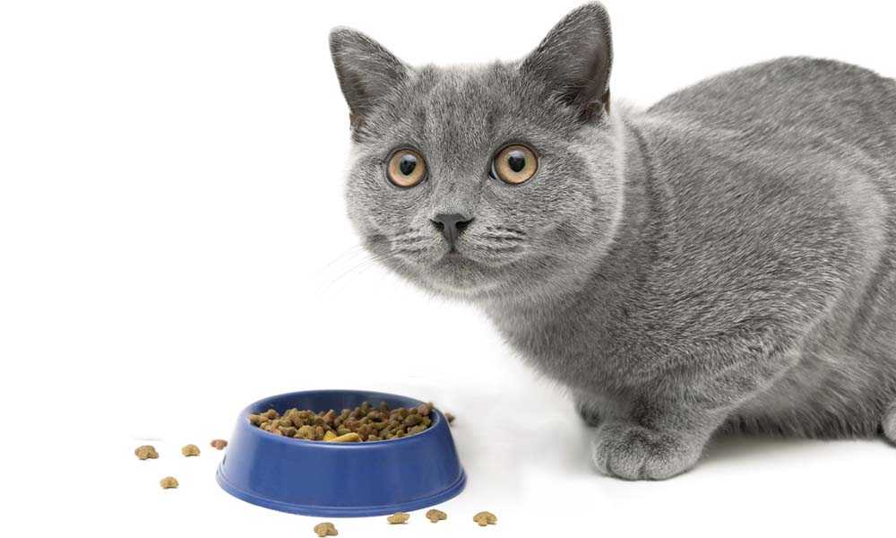 Можно ли кормить кота только сухим кормом – как выбрать и правильно давать такую еду?