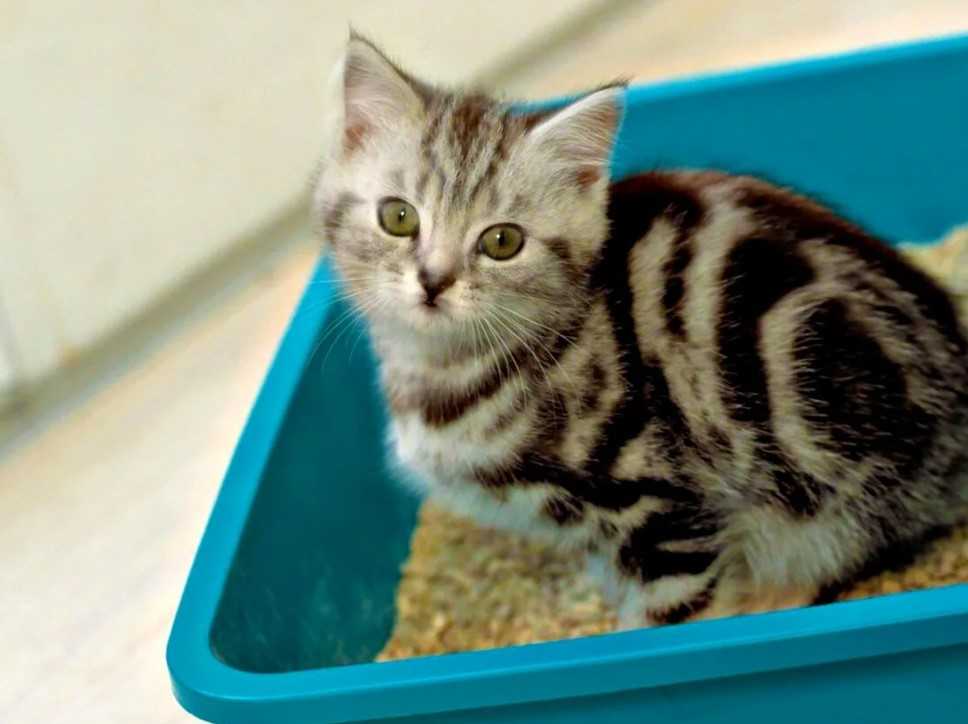 Как приучить кота к лотку на новом месте? способы приучения кошки или котенка к лотку в новом доме