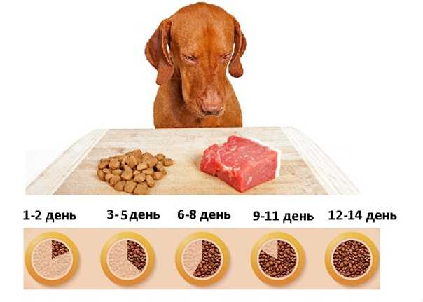 Как заставить собаку есть сухой корм: почему собака отказывается от корма, приучаем к ветеринарному корму, переводим с натуралки