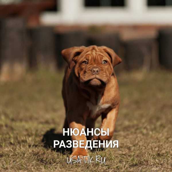 Характеристика собак породы немецкий дог с отзывами и фото
