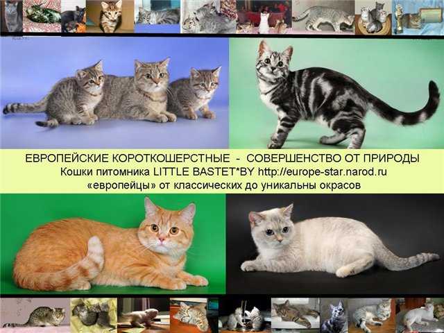 Гипоаллергенные кошки для аллергиков и астматиков: описание пород с фото