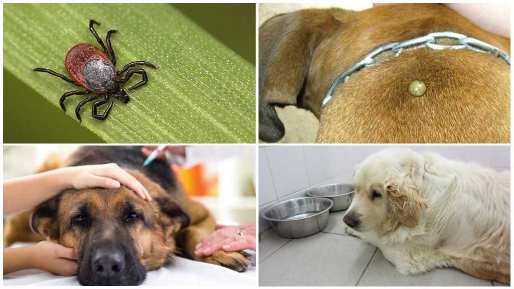 Что делать, если собаку укусил клещ: симптомы и лечение | vetlider.com