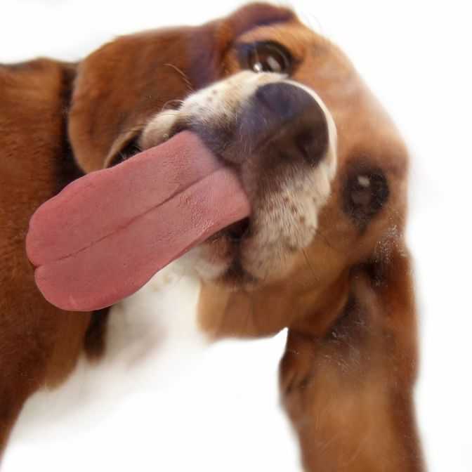 6 причин, почему собака зевает