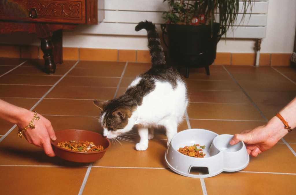 Можно ли кошкам собачий корм: да, нет, и почему - петобзор
