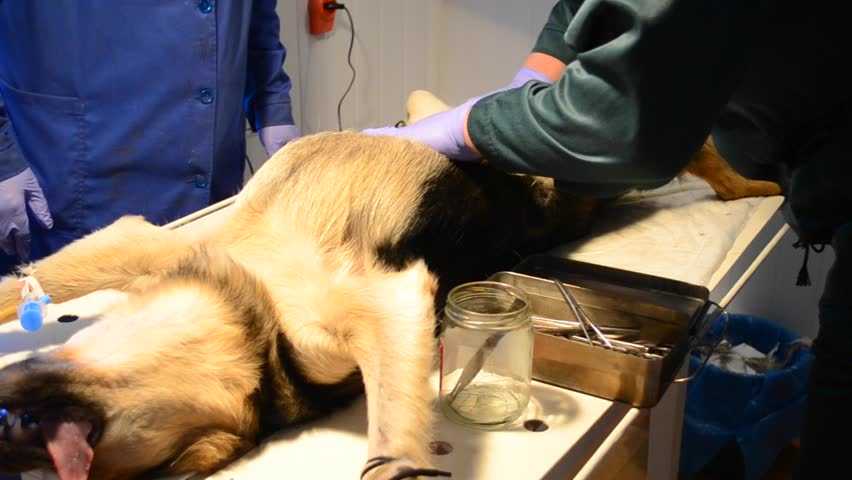 Почему появляется течка у стерилизованной собаки