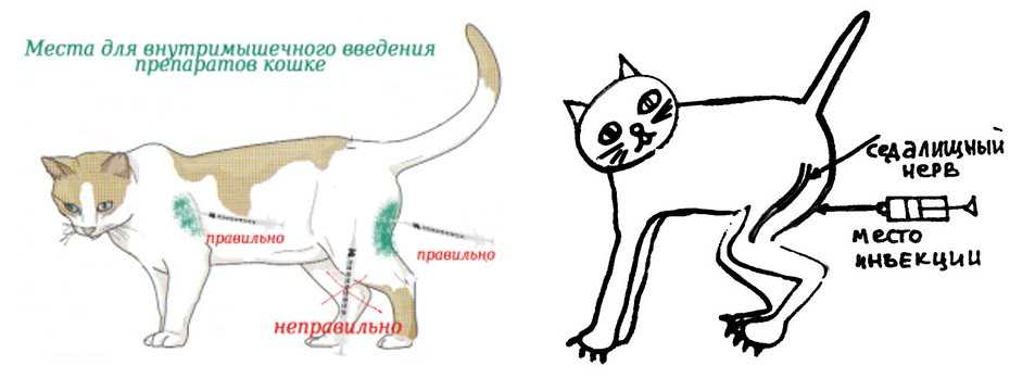 Как сделать укол кошке в холку, подкожно, внутримышечно, в бедро: фото, видео