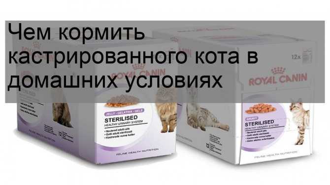 Продолжительность жизни котов персидских – 1st-finstep.ru