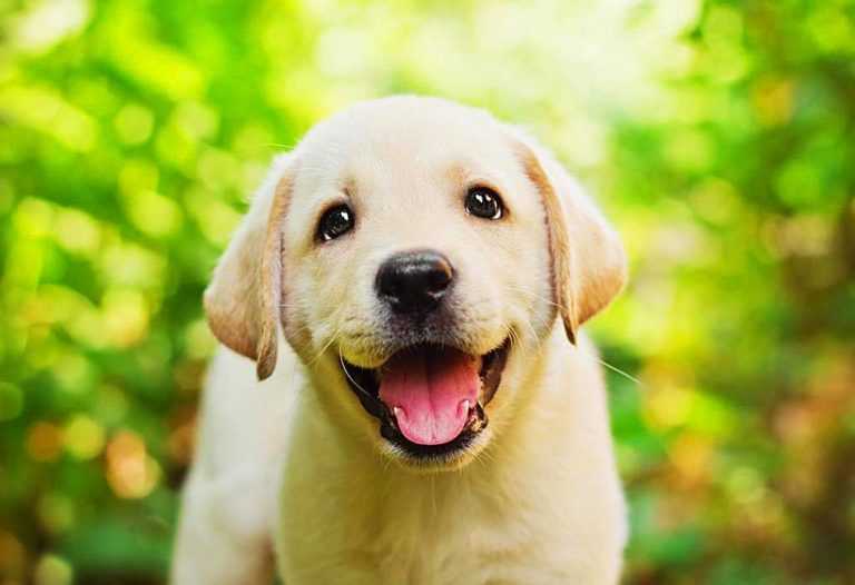 Лабрадоры и ретриверы - восхитительные и заботливые друзья человека | mydog.su - сайт о собаках