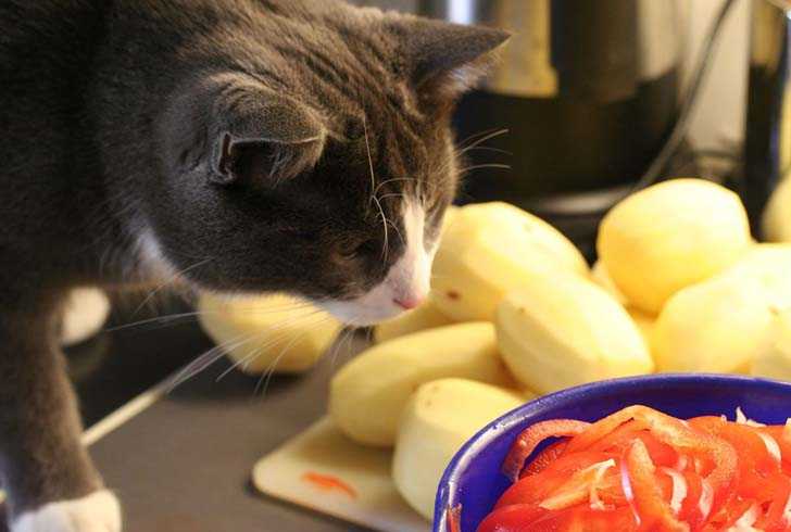 Можно ли кормить кошку картошкой вареной