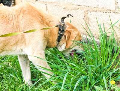 Почему собака ест траву
почему собака ест траву