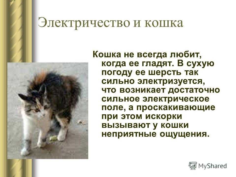 Почему кот постоянно мяукает и орет: разберемся в этих причинах - kupipet.ru