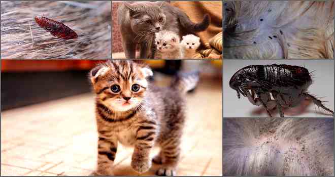 Блохи у кошек – как эффективно вывести блох