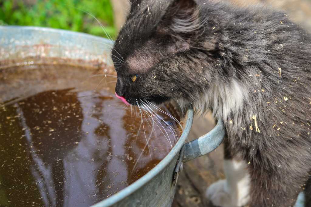 Топ 6 причин, почему кошка не пьет воду и что делать