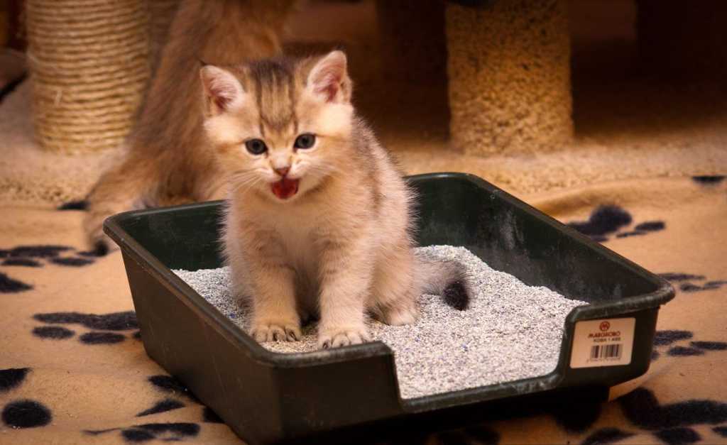 Как приучить котенка к лотку: советы экспертов и просто "бывалых"