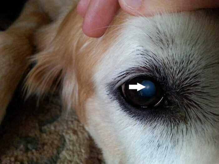 Бельмо на глазу у собаки: фото, лечение в домашних условиях, причины, симптомы, профилактика
