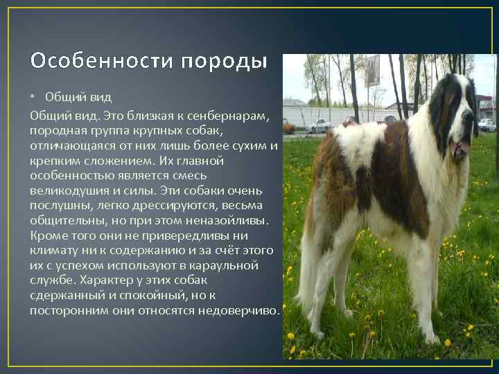 Сенбернар: описание породы, характер собаки и щенка, фото, цена