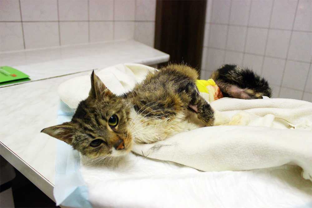 Прививка от чумки котенку (вакцинация кошек)