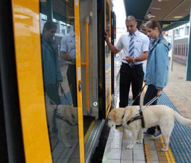 Как перевезти кошку в поезде. практические советы и рекомендации
