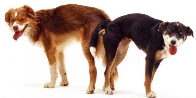Почему собаки слипаются при спаривании
