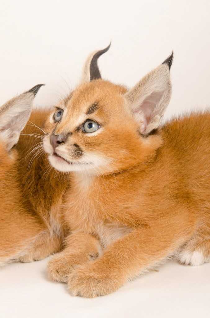 Маленькая «рысь» дома: породы кошек с кисточками на ушах